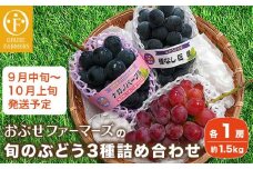 長野県産 旬のぶどう3種セット 種無し巨峰 ナガノパープル 赤系ぶどう 各1房 約1.5kg ［おぶせファーマーズ］ 詰め合わせ 詰合せ 食べ比べ 果物 フルーツ ぶどう 葡萄 クール便 冷蔵便 令和7年産 【2025年9月中旬〜10月上旬発送】 ［F-531］