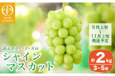 シャインマスカット 約2kg 3～5房 ［おぶせファーマーズ］ 果物 フルーツ ぶどう 葡萄 数量限定 先行予約 長野 信州 令和7年産 【2025年9月上旬〜11月上旬発送】 [FB-21]