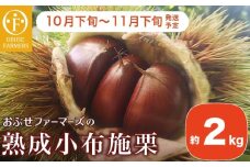  熟成小布施栗 約2kg ［おぶせファーマーズ］ 果物 フルーツ 生栗 くり 長野県産 信州産 令和7年産 【2025年10月下旬〜11月下旬発送】［FB-510］