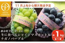 冬に食べるシャインマスカット＆ナガノパープル1房ずつ 約1kg［おぶせファーマーズ］ぶどう 果物 フルーツ 詰め合わせ 詰合せ 【2025年11月上旬～順次出荷】［F-537］