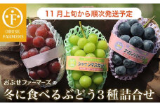 冬に食べるシャインマスカット＆ナガノパープル＆赤系ぶどう1房ずつ 約1.5kg ［ おぶせファーマーズ ］ ぶどう 果物 フルーツ 詰め合わせ 詰合せ 【2025年11月上旬～順次出荷】［FB-24］