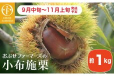 小布施栗 約1kg ［おぶせファーマーズ］ 数量限定 果物類 フルーツ 生栗 くり 長野県産 信州産 クール便 冷蔵便 お取り寄せグルメ 令和7年産 【2025年9月中旬〜11月上旬発送】［FH-81］