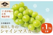 蔵出し冬のシャインマスカット 約1kg 2房 ［小布施屋 ］長野県 ぶどう フルーツ 果物 冷蔵便 クール便 令和7年産【2025年11月中旬～2026年2月発送】［A-502］
