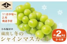 蔵出し冬のシャインマスカット 約2kg 3～5房 ［小布施屋 ］長野県 ぶどう フルーツ 果物 冷蔵便 クール便 令和7年産 【2025年11月中旬～2026年2月発送】［C-2］