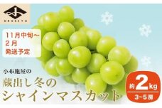 蔵出し冬のシャインマスカット 約2kg 3～5房 ［小布施屋 ］長野県 ぶどう フルーツ 果物 冷蔵便 クール便 令和7年産 【2025年11月中旬～2026年2月発送】［C-2］