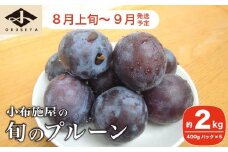 長野県産 旬のプルーン 約2kg ［小布施屋］ 生プルーン 果物 フルーツ 令和7年産 【2025年8月上旬～9月発送】 ［A-219］