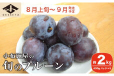 長野県産 旬のプルーン 約2kg ［小布施屋］ 生プルーン 果物 フルーツ 令和7年産 【2025年8月上旬～9月発送】 ［A-219］