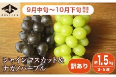 【訳あり】シャインマスカット ＆ ナガノパープル 約1.5kg 3～5房 ［小布施屋］家庭用 規格外 不揃い 傷 果物 フルーツ ぶどう 葡萄 ブドウ 数量限定 期間限定 クール便 冷蔵便 令和7年産  【2025年9月中旬～10月下旬発送】 ［A-218］