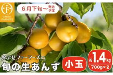 旬の生あんず 小玉 約1.4kg 700gパック×2 [おぶせファーマーズ] 数量限定 期間限定 杏アンズ 果物 フルーツ 長野県産 信州産 令和6年産【2025年6月下旬～発送】［F-45］