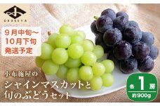 シャインマスカットと旬のぶどう 詰め合わせ 各1房 約900g［小布施屋］ 食べ比べ 果物 詰合せ セット フルーツ ぶどう 詰合せ 数量限定 長野県産 信州産 2種 くだもの フルーツセット おまかせ ブドウ  2025 先行予約 令和7年産 【2025年9月中旬～10月下旬発送】 ［A-229］