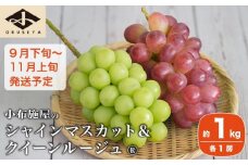 シャインマスカット＆クイーンルージュ® 約1kg 各1房 ［小布施屋］ 果物 フルーツ ぶどう 葡萄 令和7年産【2025年9月下旬～11月上旬発送】 ［A-300］