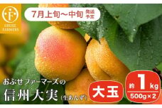 信州大実 大玉 生あんず 約1kg 500gパック×2 [おぶせファーマーズ] 期間限定 数量限定 果物 フルーツ 杏 あんず 生食 加工 令和7年産【2025年7月上旬～中旬発送】［F-52］