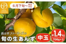 旬の生あんず 中玉 約1.4kg 700gパック×2 [おぶせファーマーズ] 数量限定 期間限定 杏アンズ 果物 フルーツ 長野県産 信州産 令和7年産【2025年6月下旬～発送】［F-51］