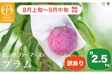 【訳あり】プラム 約2.5kg ［おぶせファーマーズ］数量限定 果物類 フルーツ 規格外 不揃い 家庭用 長野県産 信州産 クール便 冷蔵便 お取り寄せグルメ 【2025年8月上旬～9月中旬発送】［FH-86］