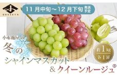 冬のシャインマスカット＆クイーンルージュ_ 約1kg 各1房 ［小布施屋］フルーツ 果物 くだもの ぶどう 葡萄 ブドウ クール便 冷蔵 お楽しみ 長野県産 信州産 令和7年産 【2025年11月中旬～12月下旬発送】 ［A-302］