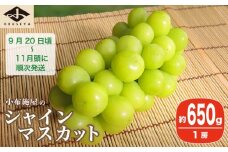 シャインマスカット 約650g 1房 ［小布施屋］ フルーツ 果物 くだもの ぶどう 葡萄 ブドウ 数量限定 クール便配送 長野県産 産地直送 先行予約 送料無料 2025 2025年発送 令和7年産 【2025年9月20日頃～11月頭にかけて順次発送】 ［A-303］