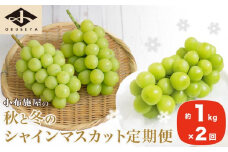 秋と冬のシャインマスカット2回定期便 約1kg × 2回 合計 約2kg ［小布施屋］ フルーツ ぶどう 果物 くだもの 葡萄 ブドウ 長野県産 信州産 クール便 冷蔵便 数量限定 先行予約 送料無料 令和7年産 【2025年10月～12月発送】 ［J-8］