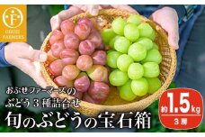 ぶどう 3種詰合せ 旬のぶどうの宝石箱 約1.5kg 3房 ［おぶせファーマーズ］ 果物 フルーツ くだもの ぶどう 葡萄 ブドウ クール便 冷蔵便 令和7年産 【2025年9月中旬～10月下旬発送】 ［F-546］