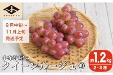 クイーンルージュ® 約1.2kg 2～3房 ［小布施屋］ 果物 フルーツ ぶどう 葡萄 令和7年産【2025年9月中旬～11月上旬発送】 ［A-705］