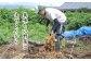 小布施の土地から採取した微生物を培養して土に入れたり、鶏糞を肥料にしたり、独自の有機肥料を作ったり、土づくりからこだわります。