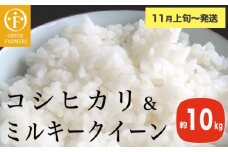 コシヒカリ＆ミルキークイーン 食べ比べ 約10kg ［ おぶせファーマーズ ］ お米 コメ おこめ ご飯 精米 長野県産 2種 【2025年11月上旬～発送】［FK-30］