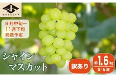 【訳あり】シャインマスカット 約1.6kg 3～5房 ［小布施屋］数量限定 期間限定 家庭用 規格外 不揃い 傷 果物 フルーツ ぶどう 葡萄 ブドウ クール便 冷蔵便 生産者応援・支援品 長野県産 信州産 令和7年産 【2025年9月中旬～11月下旬発送】 ［A-217］