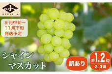 【訳あり】シャインマスカット 約1.2kg 2～3房 ［小布施屋］数量限定 期間限定 家庭用 規格外 不揃い 傷 果物 フルーツ ぶどう 葡萄 ブドウ クール便 冷蔵便 生産者応援・支援品 長野県産 信州産 令和7年産 【2025年9月中旬～11月下旬発送】 ［A-228］