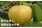 甘くて果汁溢れるジューシーな味をぜひご堪能ください。