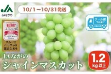 シャインマスカット 約1.2kg ［JAながの］ 果物 フルーツ 旬 ぶどう ブドウ くだもの 葡萄 長野県産 種なし 先行予約 数量限定 クール便 冷蔵便 産地直送 フルーツハリウッド 令和7年産 【2025年10月発送】 ［B-301］