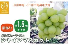 【訳あり】シャインマスカット 約1.5kg  3～5房 ［おぶせファーマーズ］家庭用 果物 フルーツ ぶどう 期間限定 数量限定 規格外 不揃い 傷 令和7年産 【2025年9月中旬～11月下旬発送】［F-42］