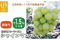 【訳あり】シャインマスカット 約1.5kg  3～5房 ［おぶせファーマーズ］家庭用 果物 フルーツ ぶどう 期間限定 数量限定 規格外 不揃い 傷 令和7年産 【2025年9月中旬～11月下旬発送】［F-42］