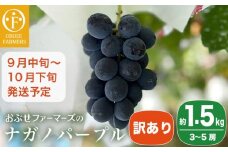 【訳あり】ナガノパープル 約1.5kg 3～5房 ［おぶせファーマーズ］家庭用 果物 フルーツ ぶどう 期間限定 数量限定 規格外 不揃い 傷 令和7年産 【2025年9月中旬～10月下旬発送】［F-544］