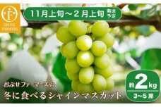 冬に食べるシャインマスカット 約2kg 3～5房［ おぶせファーマーズ ］ぶどう フルーツ 果物 【2025年11月上旬～2026年2月上旬発送】［FC-1］