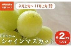 シャインマスカット 約2kg 3～5房 ［新規就農者応援コース 幸作会］ ぶどう 葡萄 ブドウ 生産者応援 果物 フルーツ 先行予約 数量限定 令和7年産【2025年9月上旬～11月上旬発送】 ［K-39］