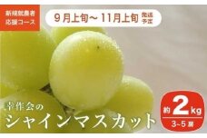 シャインマスカット 約2kg 3～5房 ［新規就農者応援コース 幸作会］ ぶどう 葡萄 ブドウ 生産者応援 果物 フルーツ 先行予約 数量限定 令和7年産【2025年9月上旬～11月上旬発送】 ［K-39］