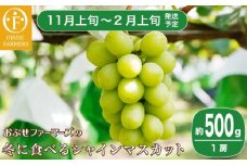 冬に食べるシャインマスカット 約500g 1房［ おぶせファーマーズ ］ぶどう フルーツ 果物 【2025年11月上旬～2026年2月上旬発送】［F-547］