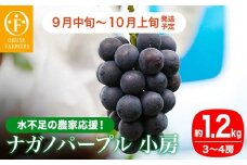 【水不足の農家応援！】 ナガノパープル小房 約1.2㎏ 3～4房 [おぶせファーマーズ]  果物 フルーツ ぶどう 葡萄 冷蔵便 クール便 長野県産 信州産 令和7年産 【2025年9月中旬〜10月上旬発送】 ［F-551］