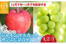 冬に食べるシャインマスカットとサンふじ詰合せ 1房（約500g） 2〜3玉［おぶせファーマーズ］ ぶどう りんご 林檎 リンゴ 果物 フルーツ  長野 信州 数量限定 令和7年産【2025年11月下旬〜2026年1月下旬発送】