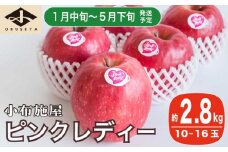 冬春が旬の希少なりんご ピンクレディー 約2.8kg 10～16玉［小布施屋］りんご 林檎 リンゴ 果物 フルーツ 期間限定 数量限定 長野県産 信州産 小布施町 2月発送 3月発送 4月発送 5月発送 令和7年産 【2026年1月中旬～5月下旬】［A-51］