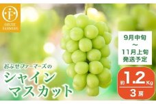 水不足の農家応援企画！シャインマスカット小房　約1.2㎏ 3房［おぶせファーマーズ］ 果物 フルーツ ぶどう 葡萄 数量限定 先行予約 長野 信州 令和7年産 【2025年9月中旬〜11月上旬発送】  [F-552]