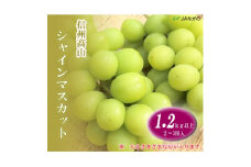 ＜2024年9月以降発送＞信州高山　シャインマスカット1.2kg以上　2～3房入り【1377390】