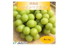 ＜2025年9～10月発送＞JAながの　須高産　シャインマスカット　約1.2kg　2～3房入り【1377390】