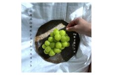 ＜2025年10月～11月発送＞長寿の村信州高山村産シャインマスカット約1kg箱(2房～4房)【1383479】