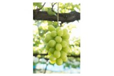 信州の高原育ちシャインマスカット 大きい600g×2房入り1.2kg　国際規格ASIAGAP認証農場【1341284】