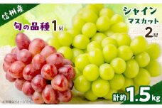 ＜信州産ぶどう3房セット＞ シャインマスカット2房・旬の品種1房(約500g×3房)【1221645】