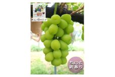 ちょっと訳あり 信州産 新鮮朝採りシャインマスカット 2～3房1kg  2025年9月中旬～発送予定【1625533】
