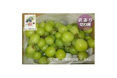 訳あり 信州産＜新鮮朝採り＞シャインマスカット 切り房 1.5kg以上 2025年9月中旬～発送予定【1625534】