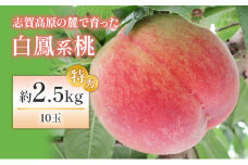 志賀高原の麓で育った 桃（白鳳系）特秀10玉 約2.5kg  桃 もも 白鳳 フルーツ 果物 デザート 長野