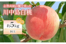 志賀高原の麓で育った 川中島白桃特秀16玉 約5kg  桃 白桃 フルーツ 果物 デザート 長野
