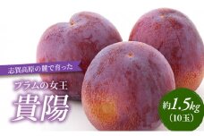 志賀高原の麓で育った プラム 貴陽大玉10玉約1.5kg  プラム すもも フルーツ 果物 長野